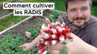 Comment cultiver les RADIS (du mode débutant au mode avancé)