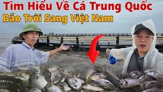 Tìm Hiểu Về Cá Và Lồng Cá Trung Quốc Bão Đánh Sang Việt Nam ?