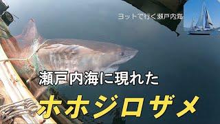 瀬戸内海に現れたホホジロザメ