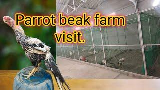 Parrot beak Rooster farm in tamilnadu.