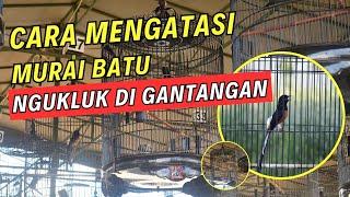 CARA MENGATASI MURAI BATU NGUKLUK DI GANTANGAN 2024 ~ By Giova bird farm