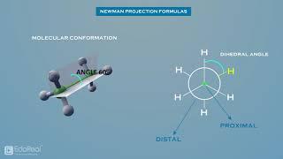 Newman & Sawhorse Projection Formulas