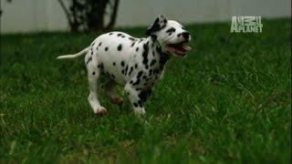 Dalmatians Cause Destruction | Too Cute!