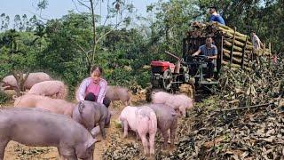 Exploiting firewood and providing raw materials for pig farming is highly effective. ( Ep 267 )