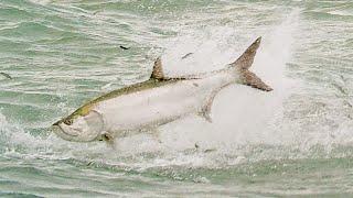 Incredible Footage of the Florida Mullet Migration 2