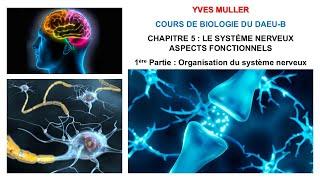 Chapitre 5 - 1ère Partie : Organisation du système nerveux et du neurone - Cours de Biologie