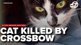 Redding nonprofit seeks justice after cat killed in crossbow attack, reward now at $1,550