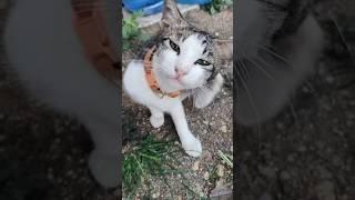 cute Meming #shortvideo #cat