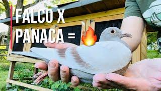 Falco x Panaca SPECIAL bred racing pigeons