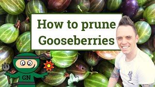 How & when to prune gooseberries the beginners guide