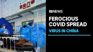 More COVID restrictions eased amid huge surge in infections in China | ABC News