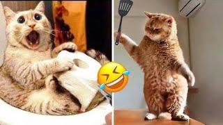 Relaxing Cute and funny cat playing video #cats#funny #relaxing #videos