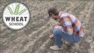 Wheat School: Keep an open mind when assessing wheat emergence issues