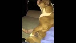 Uncensored English Bulldog XXX Naughty