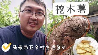 马来西亚乡村生活系列 | 挖木薯 | 炸木薯条 | 吃货雨爸 #马来西亚 #木薯 #美食 #烹饪 #生活