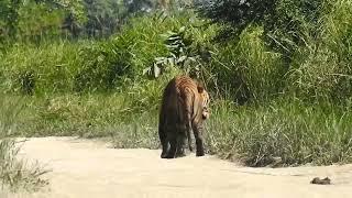 Kaziranga National park .Central range . kohora