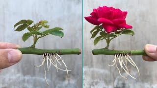 how to propagate roses in water fast rooting│breeding rosa