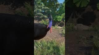 Animals of Canopy Gardens (so far) - Planet Zoo