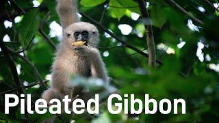 Plight of the Gibbon in Cambodia