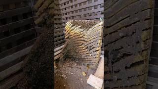 40,000 bees in this colony  We even found a rat inside of the comb  Watch this rescue on our Snap!