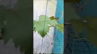 Axel Break Tanaman Anggur#axel break Grape plant