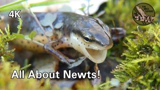 Newts Are THE Weirdest Salamanders (But Still 100% Adorable!)