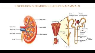 Excretion in Mammals