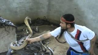 Amazing Snake Man Slaps Cobras On The Head! Cobras Fear Him!