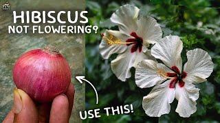 6 CAUSES - Why Hibiscus Plant is Not Flowering? (Solution Added)