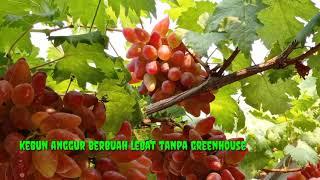 rahasia kebun anggur tanpa greenhouse berbuah lebat