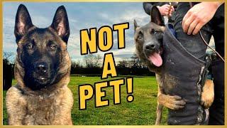 MALINOIS ARE NOT PETS! Here's Why...