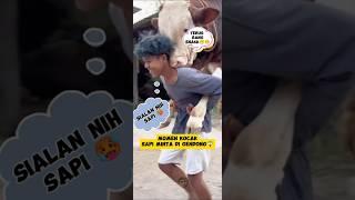 Manusia gendong sapi jumbo  #shorts #shortsfeed #shortsviral