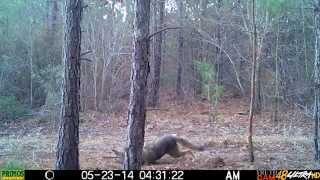 Using game cameras at your trapping locations