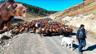 BEARS' FIGHT WITH DOGS IN SARIKAMIŞ KIZILÇUBUK VALLEY