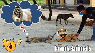 Dream Dog Is Terrified By Fake Tiger Prank So Funny 2021 | Try To Stop Laugh Challenge Prank Dog