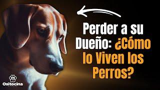 ¿Cómo perciben los perros la muerte de un ser querido?