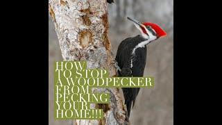 How to stop Woodpeckers from pecking your home