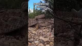 Animales de la Granja audios y vídeos...#animalesdelagranja  #animalesueltos #viral