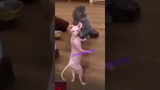 Cat vs Cartoon Bingus #shorts #funny #memes #bingus #cat #catshorts