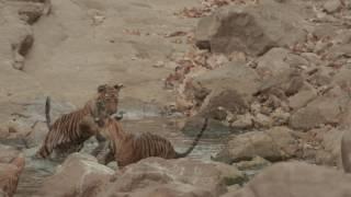Two male Bengal tiger (Panthera tigris tigris) cubs playing in a waterhole, Rajasthan, India.