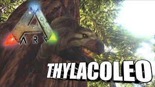 Taming A Thylacoleo | Ark Survival Evolved | The Island