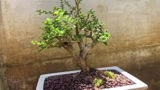 Premna Bonsai Repotting