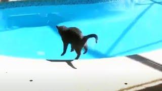 Animals Getting Scared Over Nothing  [Funny Pets]