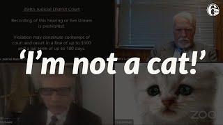 Attorney accidentally leaves cat filter on during Zoom call: 'I'm here live, I'm not a cat!'