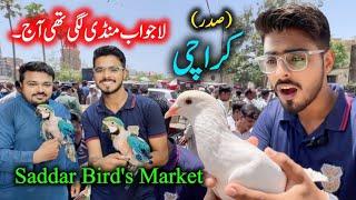 Exotic Parrots & Birds Market Sadar Karachi 2024 Latest Update in Urdu Hindi | Birds market Karachi