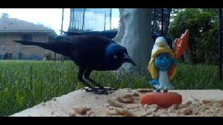 Black Bird steals carrot from Smurfette - BackYard Files