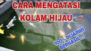 CARA MENGATASI KOLAM HIJAU‼️ BIAR JERNIH #koi #kolam