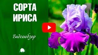 Сорта Ирисов  Видео обзор луковичных