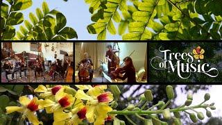 Trees of Music - Classical musicians Orchestrating Reforestation. - Lua Branca (Chiquinha Gonzaga)