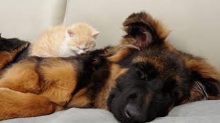 Tiny Kitten Uses a German Shepherd as a Bed